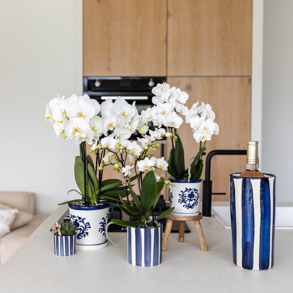 Nachtfalterorchidee weiß – Phalaenopsis Amabilis & Sukkulente – Crassula Hobbit – ↕ 35 cm – Ø 9 + 6 cm | Painted Stripe-Topf Blau
