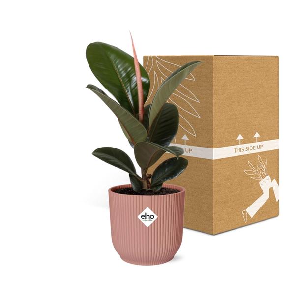 Gummibaum - Ficus Elastica Robusta - ↕ 59 cm - Ø 14 cm | ELHO Vibes Fold Übertopf rosa