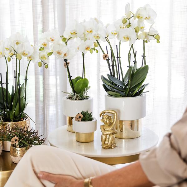 Nachtfalterorchidee weiß – Phalaenopsis Orchidee – Amabilis – ↕ 35 cm – Ø 9 cm | Elite-Topf Gold