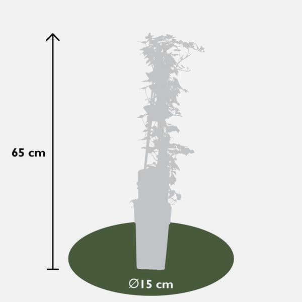 4x Efeu – Hedera helix – ↕ 65 cm – Ø 15 cm