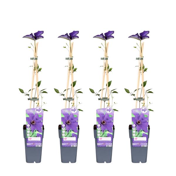 4x Clematis – Clematis 'The President' – ↕ 65 cm – Ø 15 cm