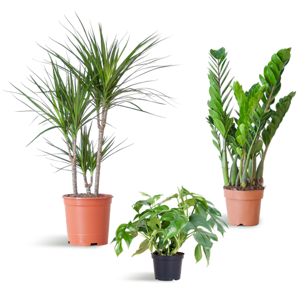 3x Zimmerpflanzen für halbschattige Standorte - Monstera Minima, Glücksfeder & Drachenbaum - ↕ 25–95 cm - Ø 12–21 cm