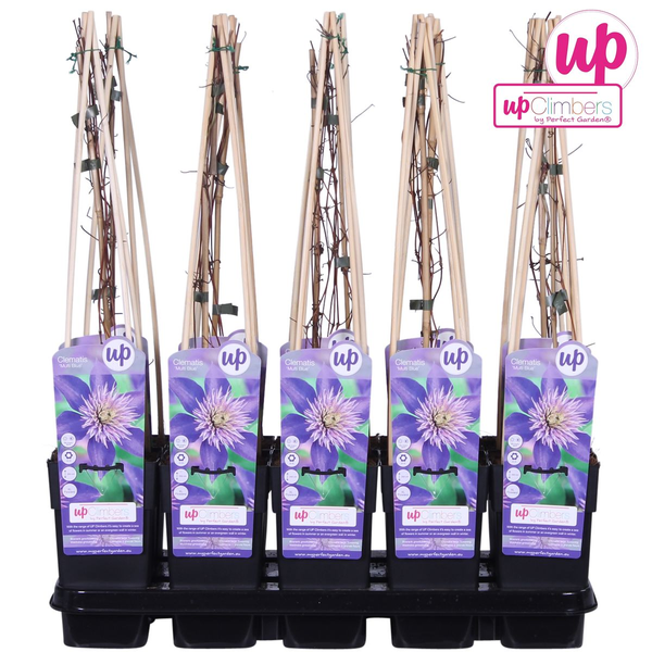 Clematis Multi Blue – ↕ 65 cm – Ø 15 cm