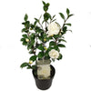 Kamelie – Camellia japonica Nuccio's Gem – ↕ 65 cm – Ø 19 cm