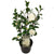 Kamelie – Camellia japonica Nuccio's Gem – ↕ 65 cm – Ø 19 cm