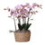 Nachtfalterorchideen - ↕ ca. 40 cm - Ø 9 cm | Komplett-Set im Schilfkorb Ø 30 cm