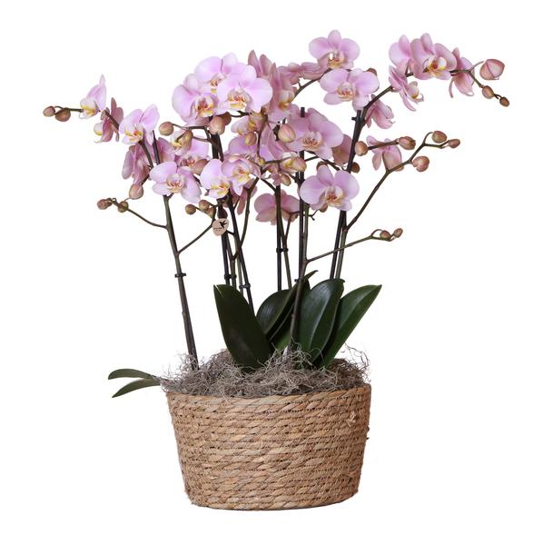 Nachtfalterorchideen - ↕ ca. 40 cm - Ø 9 cm | Komplett-Set im Schilfkorb Ø 30 cm