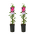 Kletterrose – Rosa Pink Climber – 2 Stück – ↕ 75 cm – Ø 17 cm