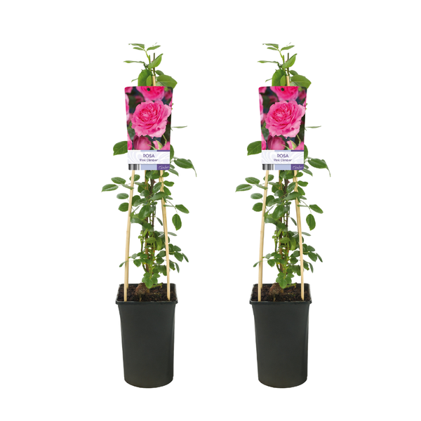 Kletterrose – Rosa Pink Climber – 2 Stück – ↕ 75 cm – Ø 17 cm