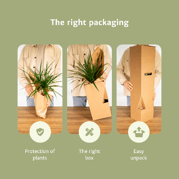 Pflanzkasten Easy Plant – 4x Zimmerpflanzen – ↕ ca. 30–60 cm – Ø 14–17 cm