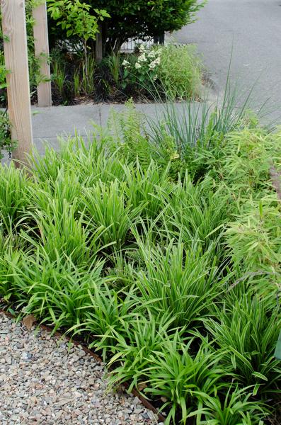 3x Segge – Carex morrowii 'Ice Dance' – ↕ 30 cm – Ø 14 cm