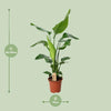 Strelitzia Nicolai - ↕ 90 cm - Ø 19 cm - V3