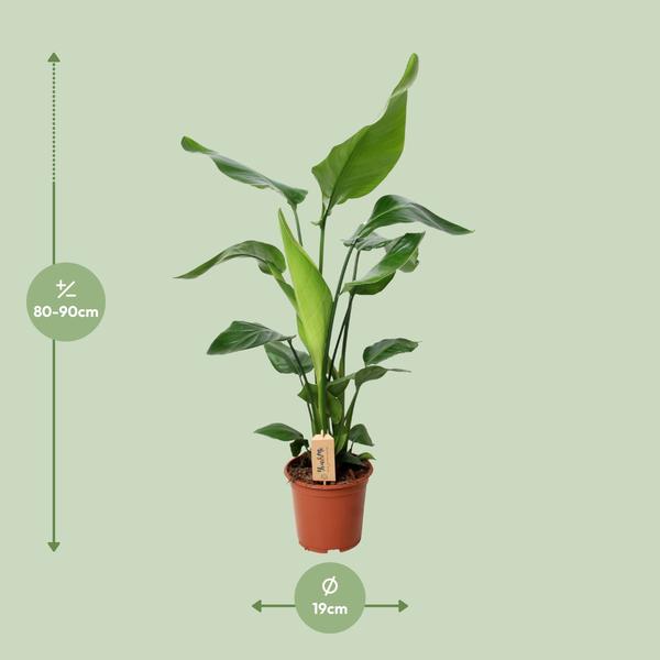 Strelitzia Nicolai - ↕ 90 cm - Ø 19 cm - V3
