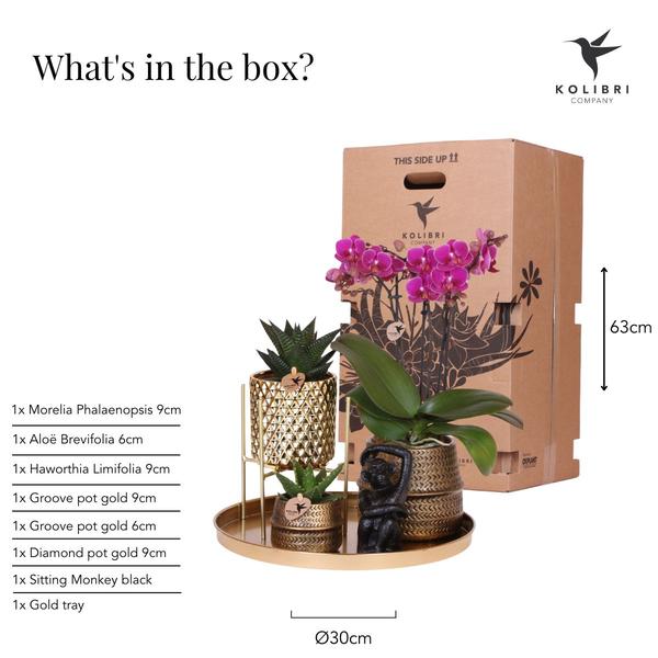 Nachtfalterorchidee - Phalaenopsis - ↕ 40 cm - Ø 9 cm | 3er-Set in lila mit Keramik-Ziertöpfen & Zubehör