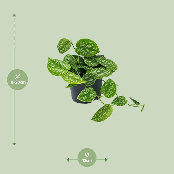 Efeutute – Scindapsus Pictus Argyraeus – ↕ 20 cm – Ø 12 cm