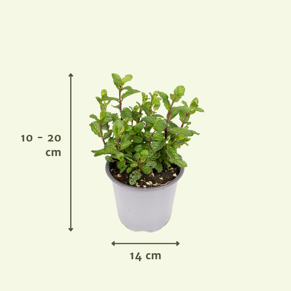 4x Gartenkräutermischung – ↕ 18 cm – Ø 14 cm
