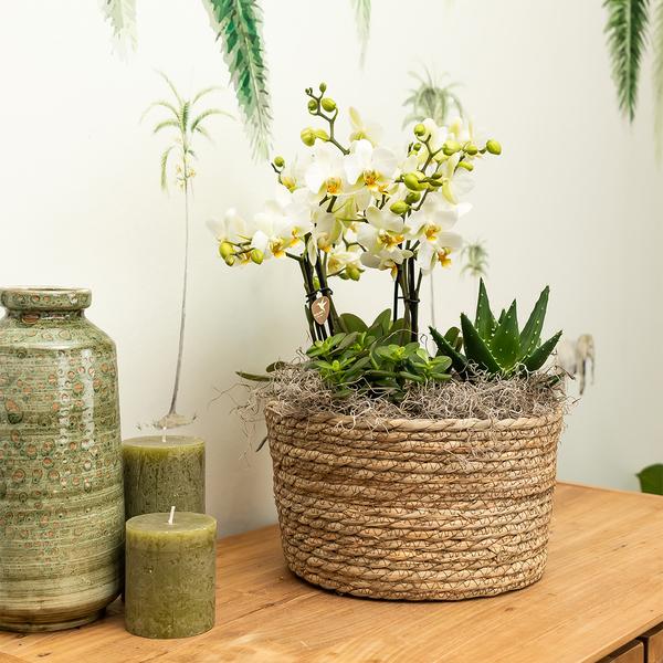 Pflanzenset lila – 3x Nachtfalterorchidee Morelia 9 cm & 3x Rhipsalis – inkl. Schilfkorb mit Wassertank – Dschungelstrauß Lila