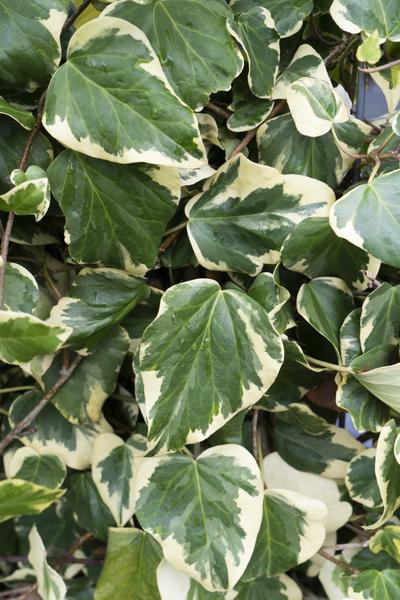 4x Efeu – Hedera colchica Dentata Variegata – ↕ 65 cm – Ø 15 cm