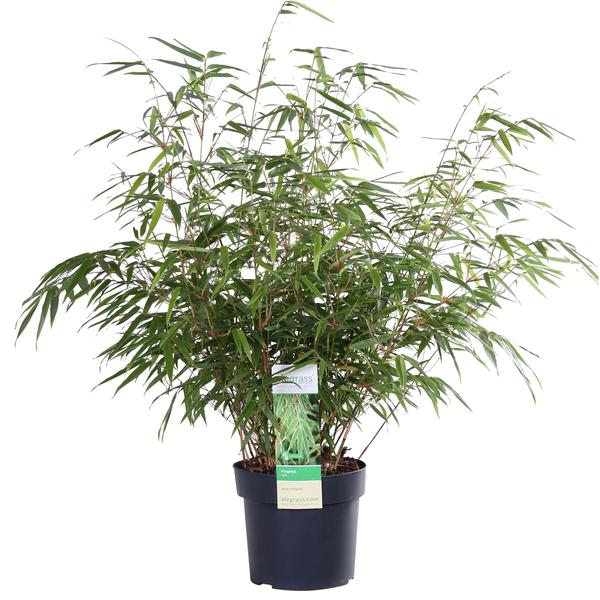 Bambus – Fargesia rufa – ↕ 60 cm – Ø 19 cm