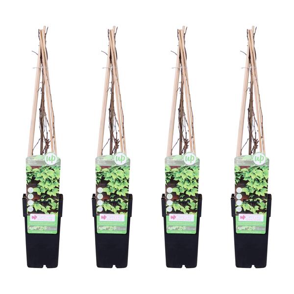 4x Wilder Wein – Parthenocissus tricuspidata Veitch Boskoop – ↕ 65 cm – Ø 15 cm