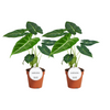 2x Pfeilblatt - Alocasia Frydek- ↕ 35 cm - ø 12 cm