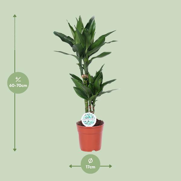 Drachenbaum - Dracaena Janet Lind - ↕ 70 cm - Ø 17 cm