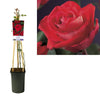 Kletterrose – Rosa 'Red Climber' +light Label – ↕ 65 cm – Ø 15 cm
