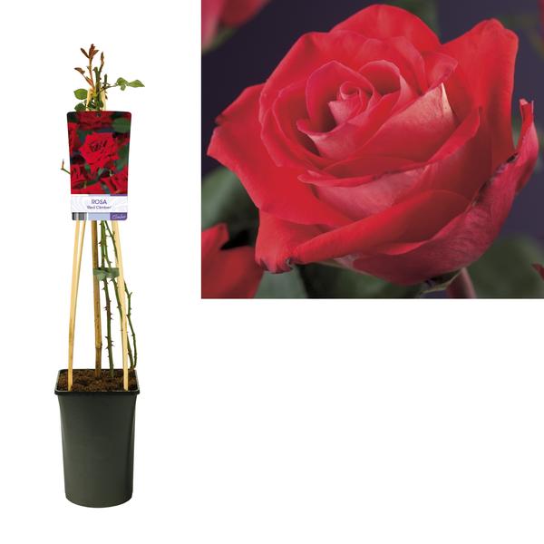 Kletterrose – Rosa 'Red Climber' +light Label – ↕ 65 cm – Ø 15 cm