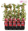 Parthenocissus tricuspidata 'Veitch Boskoop' - Ø15cm - ↕65cm