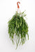 Hängender Kaktus - Lepismium Bolivianum - ↕ 25 cm - Ø 17 cm