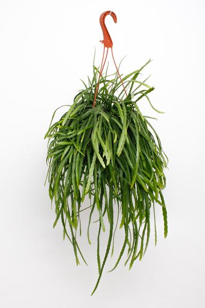 Hängender Kaktus - Lepismium Bolivianum - ↕ 25 cm - Ø 17 cm