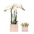 Nachtfalterorchidee weiß – Phalaenopsis Amabilis & Sukkulente – ↕ 20–35 cm – Ø 9 & 6 cm | Mosa-Dekotöpfe Braun