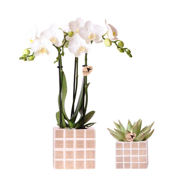 Nachtfalterorchidee weiß – Phalaenopsis Amabilis & Sukkulente – ↕ 20–35 cm – Ø 9 & 6 cm | Mosa-Dekotöpfe Braun
