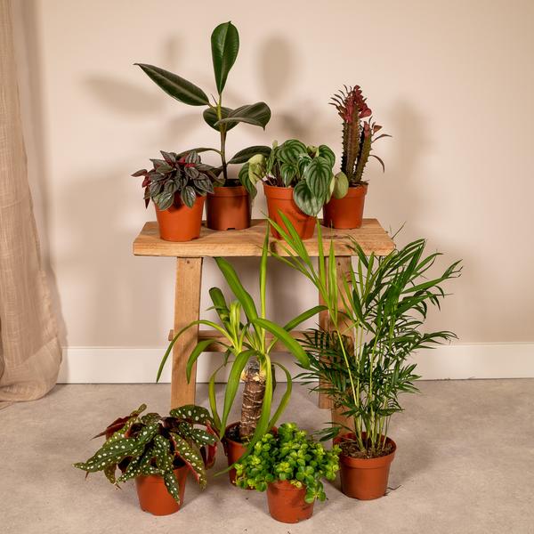 Außenseiterbox – 8 Zimmerpflanzen Mix – Ø 12 cm
