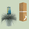 Blau-Schwingel – Festuca glauca 'Intense Blue' – ↕ 50 cm – Ø 23 cm