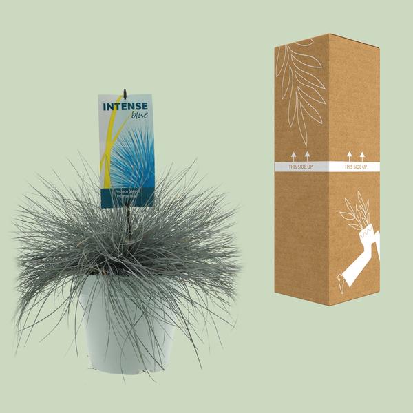Blau-Schwingel – Festuca glauca 'Intense Blue' – ↕ 50 cm – Ø 23 cm