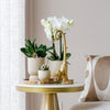 Nachtfalterorchidee - Phalaenopsis - ↕ ca. 40 cm - Ø 9 cm | 3er-Set Luxury Living inkl. Keramik-Ziertöpfen