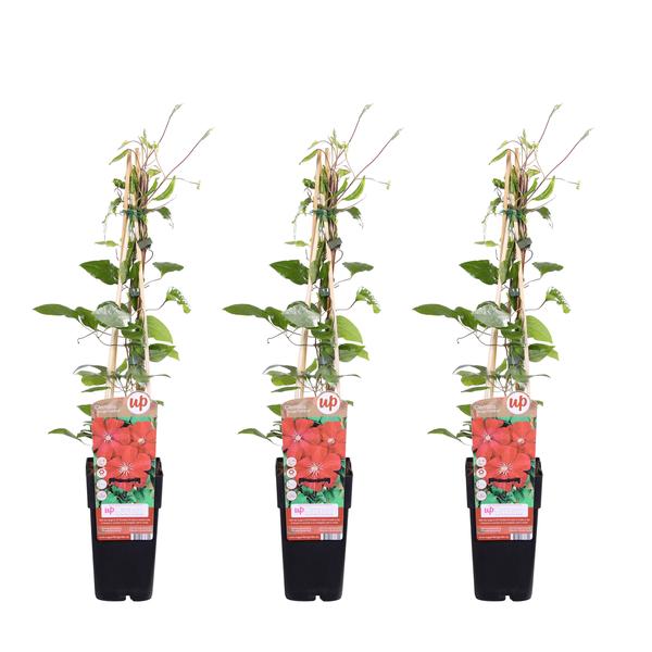 3x Clematis – Clematis 'Rouge Cardinal' – ↕ 65 cm – Ø 15 cm