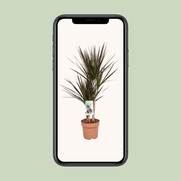 Drachenbaum - Dracaena Magenta - ↕ 80 cm - Ø 17 cm
