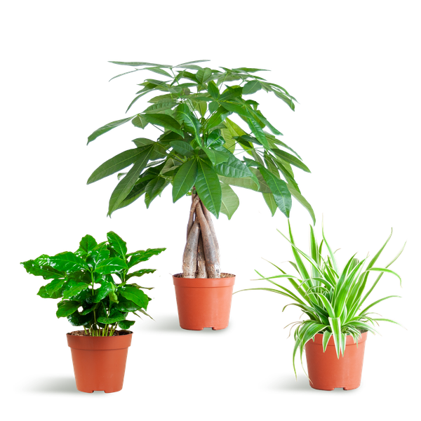 3x Tierfreundliche Zimmerpflanzen - Pachira, Grünlilie & Kaffeepflanze - ↕ 20–35 cm - Ø 12 cm