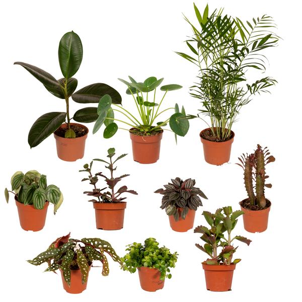 Außenseiterbox – 10 Zimmerpflanzen-Mix – Ø 12 cm