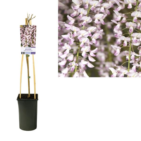 Glyzinie – Wisteria floribunda 'Rosea' +light Label – ↕ 65 cm – Ø 15 cm