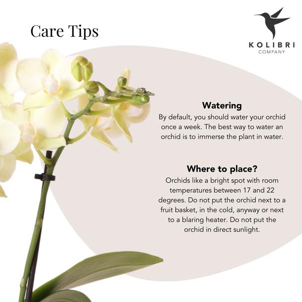 Nachtfalterorchidee gelb – Phalaenopsis Orchidee – ↕ ca. 35–45 cm – Ø 9 cm