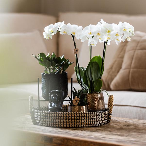 Nachtfalterorchidee - Phalaenopsis - ↕ ca. 40 cm - Ø 9 cm | 3er-Set Home Hub inkl. schwarzer Keramik-Ziertöpfe