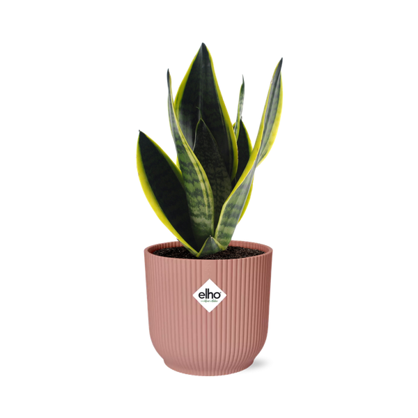 Bogenhanf - Sansevieria Futura Superba - ↕ 25–30 cm - Ø 14 cm | ELHO Vibes Fold Übertopf rosa