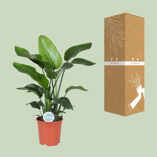 Strelitzia Nicolai - ↕ 80 cm - Ø 21 cm
