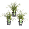3x Segge – Carex morrowii 'Ice Dance' – ↕ 30 cm – Ø 14 cm