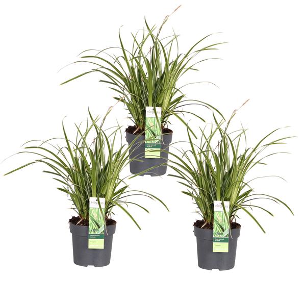 3x Segge – Carex morrowii 'Ice Dance' – ↕ 30 cm – Ø 14 cm