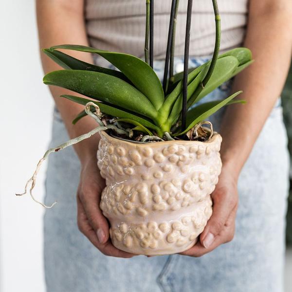 Nachtfalterorchidee - Phalaenopsis - ↕ ca. 35 cm - Ø 9 cm | 2er-Geschenkset Octopus Pink small auf weißem Tablett