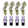 4x Clematis – Clematis 'Justa' – ↕ 65 cm – Ø 15 cm